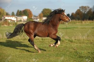 18825503-brown-welsh-mountain-pony-stallion-with-black-hair-galloping-in-autumn-stock-photo