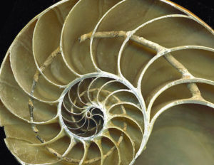 T Shirts Nautilus Shell Showing The Chambers in Distance Curves Helix Hidden Pri
